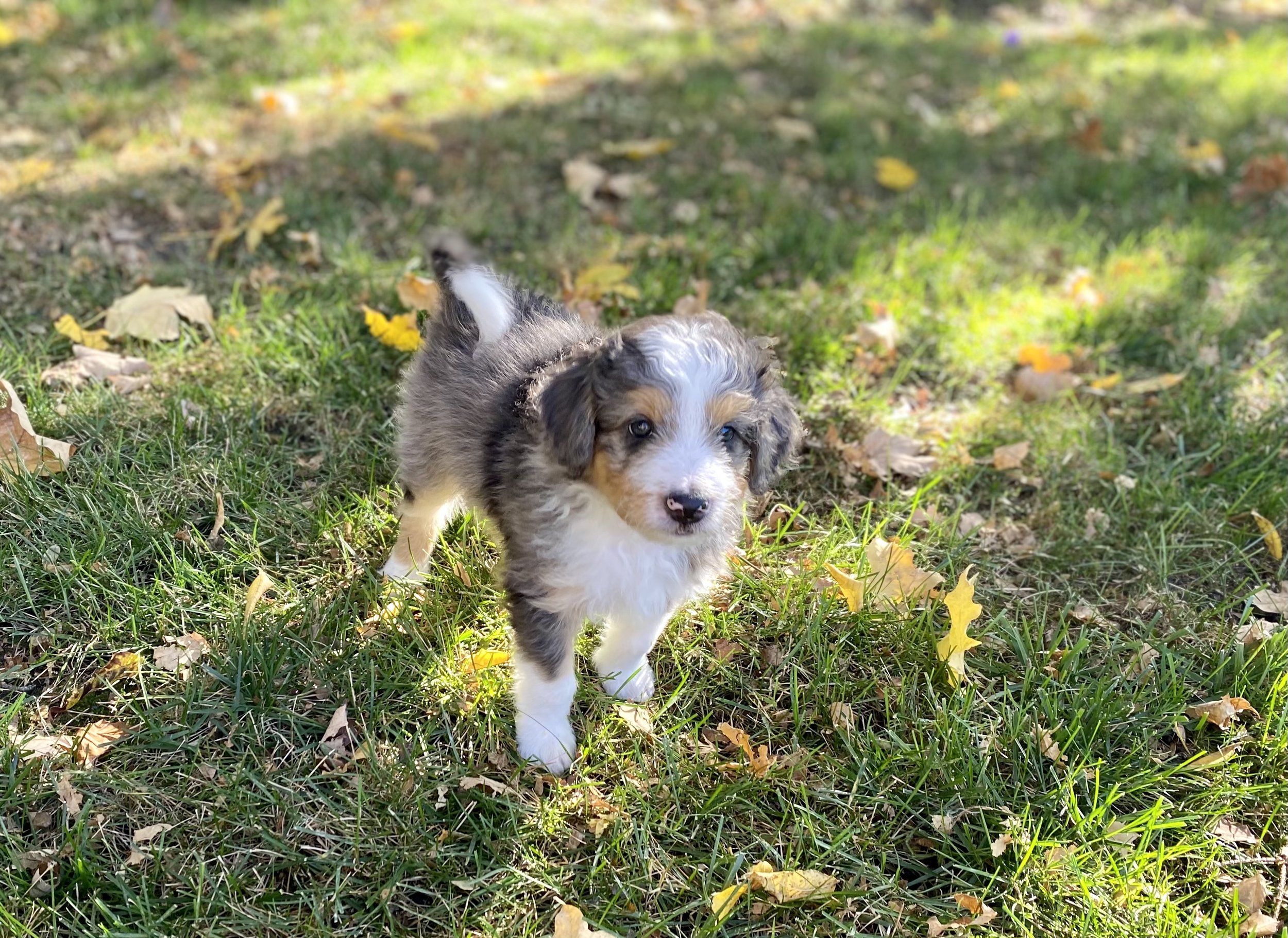 Blue merle aussiedoodle puppies for sale hot sale